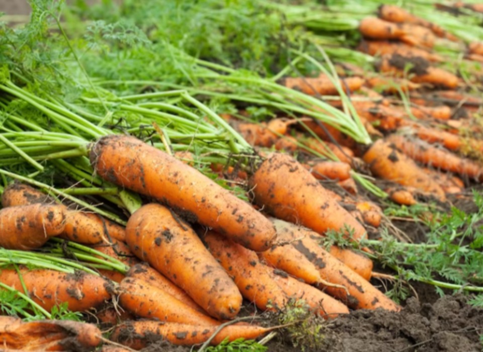 Из Волгоградской области в Казахстан экспортировали 1,1 тыс. тонн моркови и картофеля